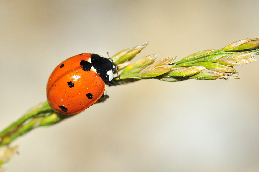 Coccinella septempunctata, seven-spot ladybird