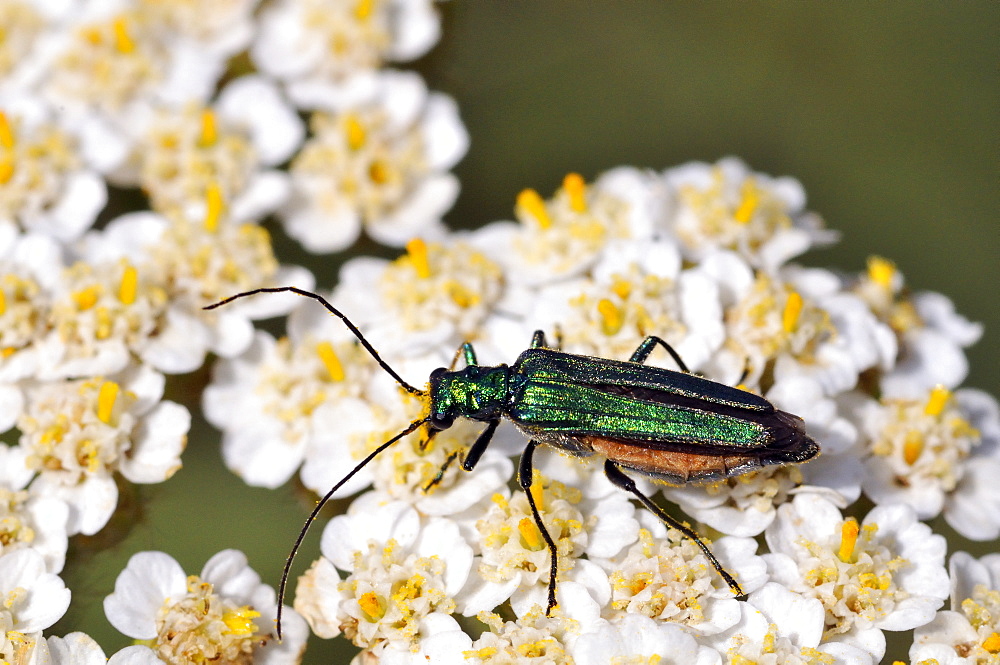 Oedemera nobilis