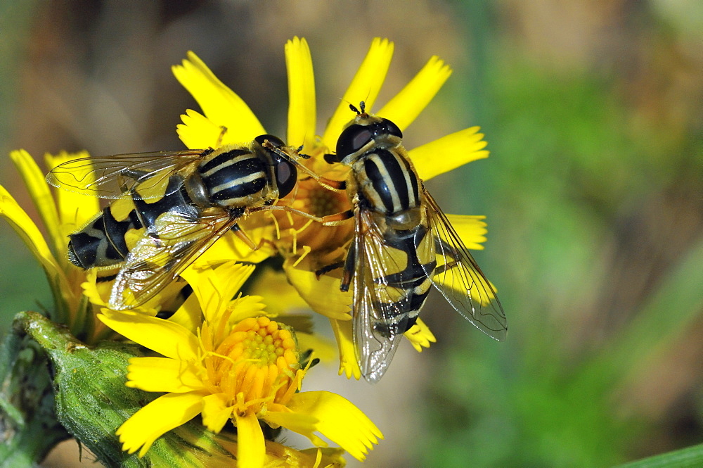 Helophilus trivittatus female and male