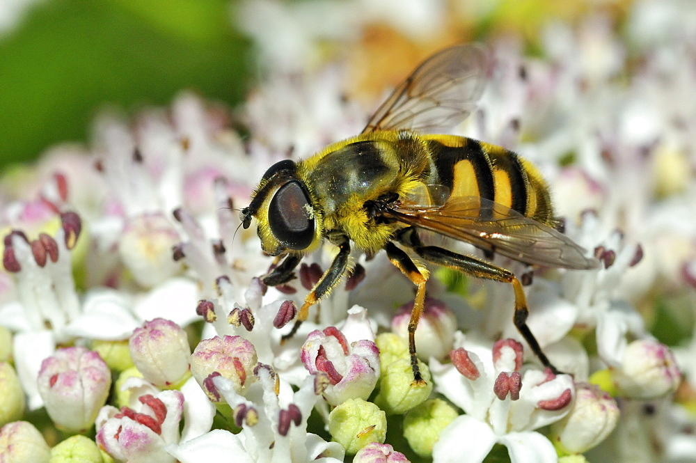 Myathropa florea