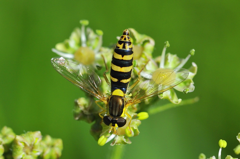 Sphaerophoria scripta