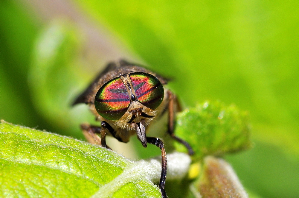 Hybomitra sp.