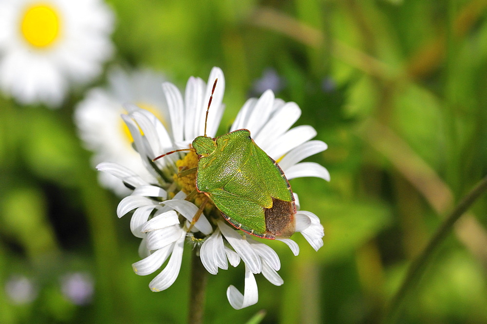 Palomena prasina, Green shield bug