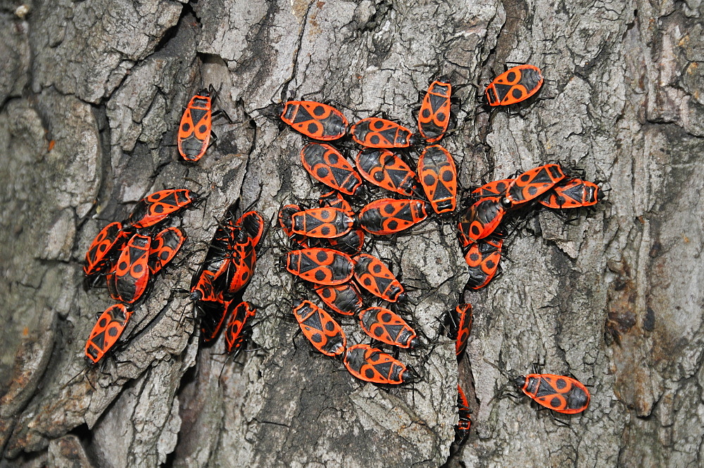 Pyrrhocoris apterus, Firebug