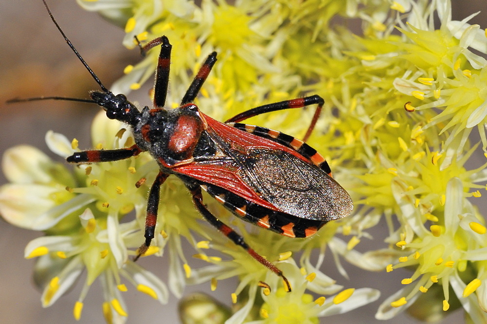 Rhinocoris iracundus