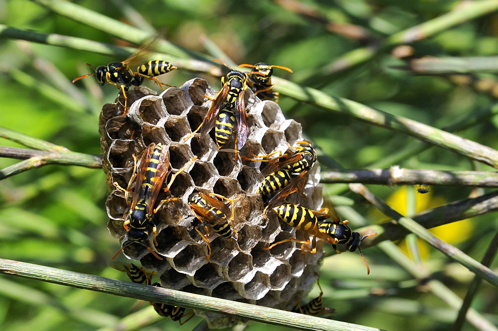 Polistes dominula, Paper wasp