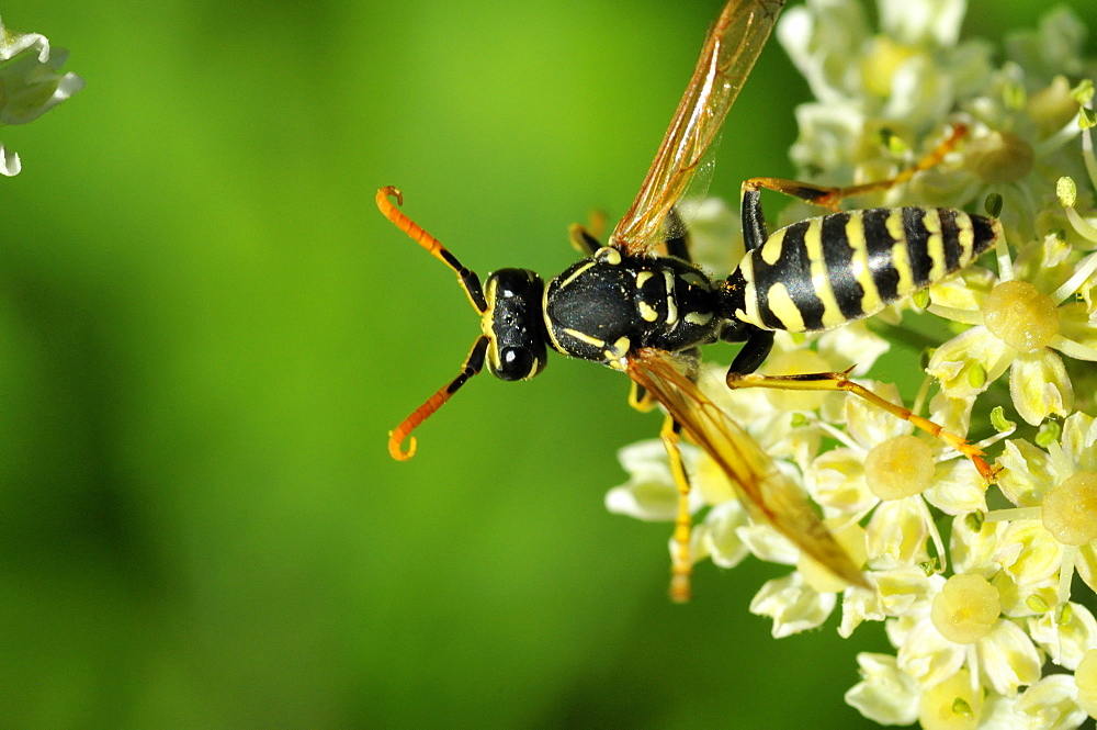 Polistes sp.