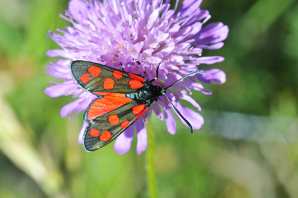 Zygaena filipendulae, Six-spot Burnet