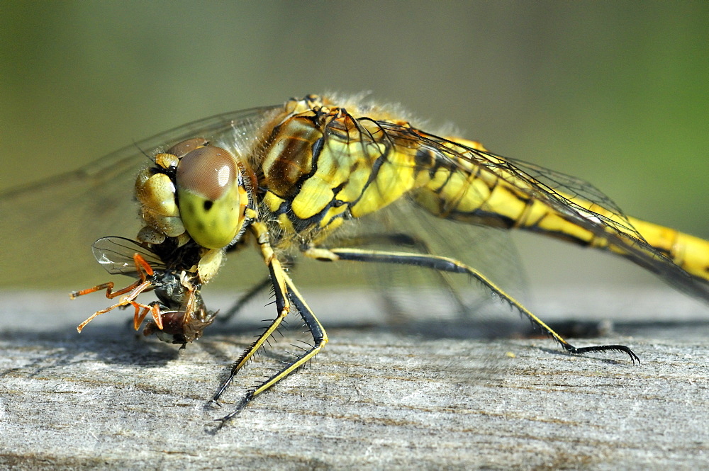 Orthetrum coerulescens, Keeled Skimmer female