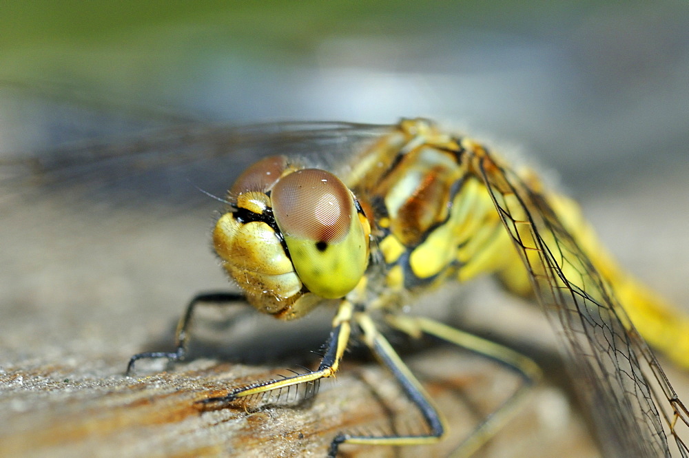 Orthetrum coerulescens, Keeled Skimmer female