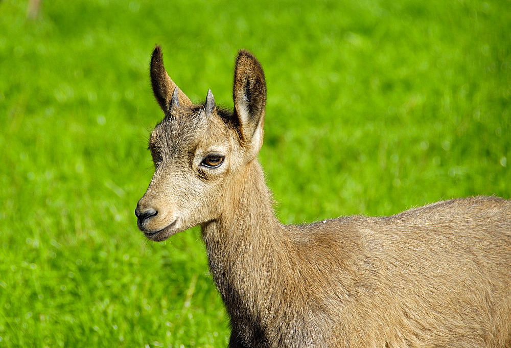 Capra ibex, steinbock