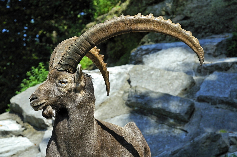 Capra ibex, steinbock