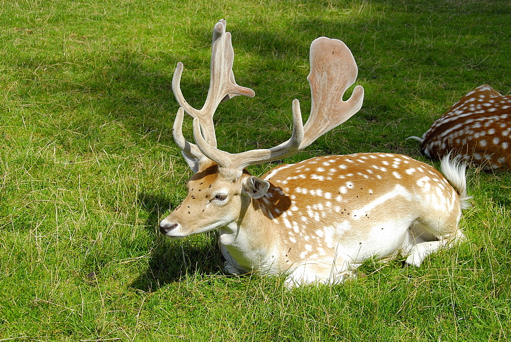 Cervus dama, Fallow Deer