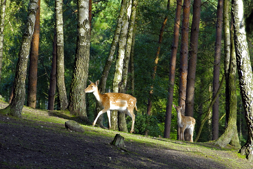 Cervus dama, Fallow Deer