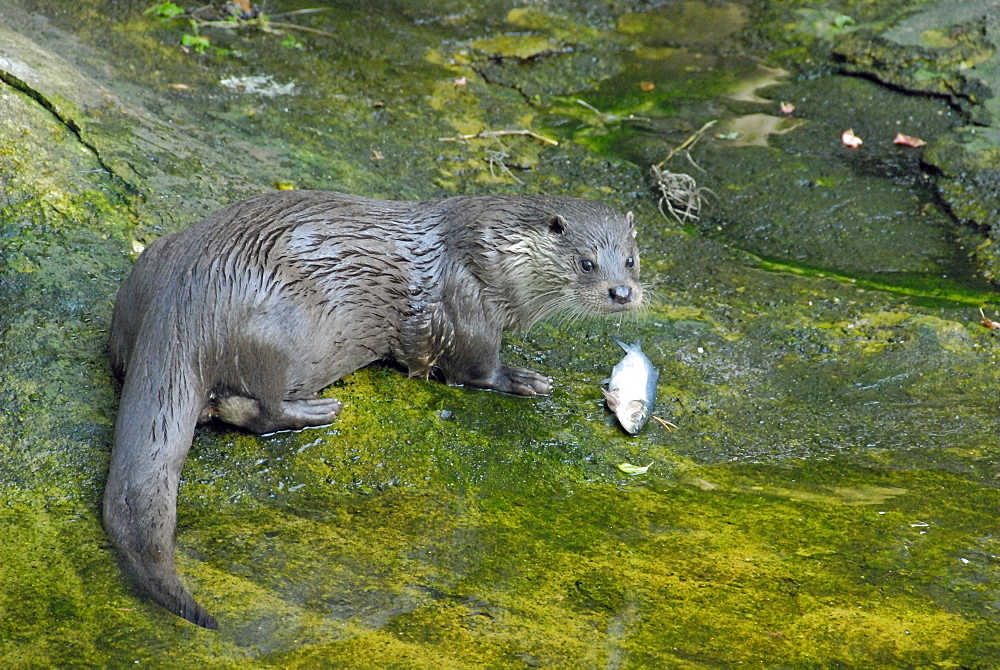 Lutra lutra, European Otter