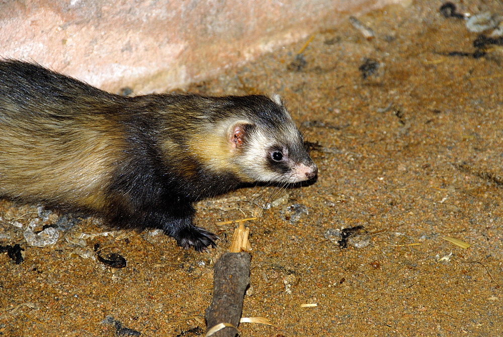 Mustela putorius, European Polecat