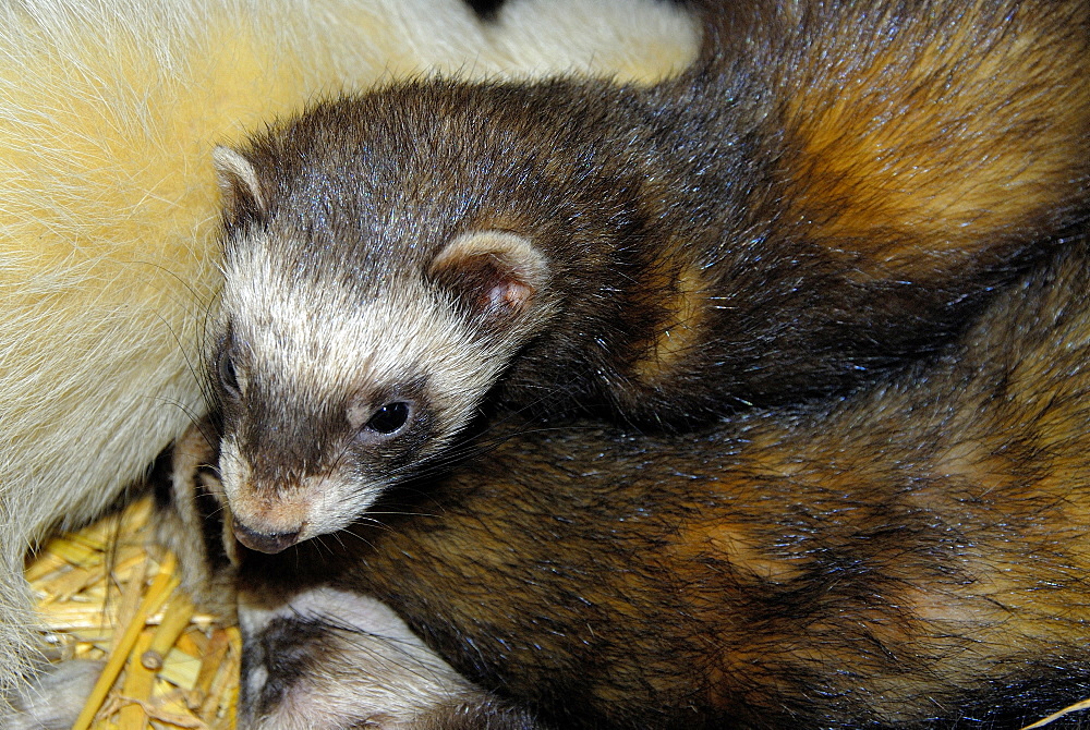 Mustela putorius, European Polecat