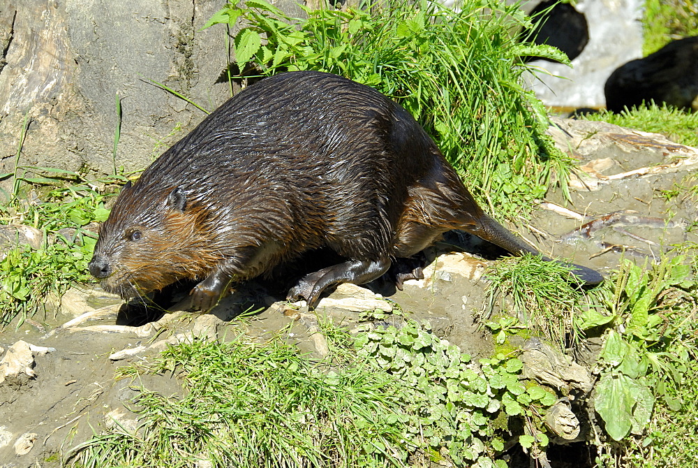 Castor fiber, European Beaver