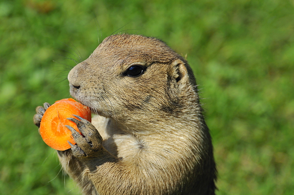 Cynomys ludovicianus, Black-tailed prairie dog