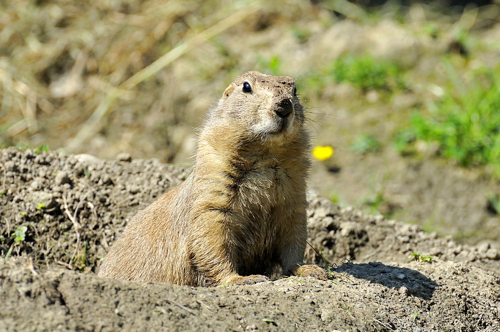 Cynomys ludovicianus, Black-tailed prairie dog