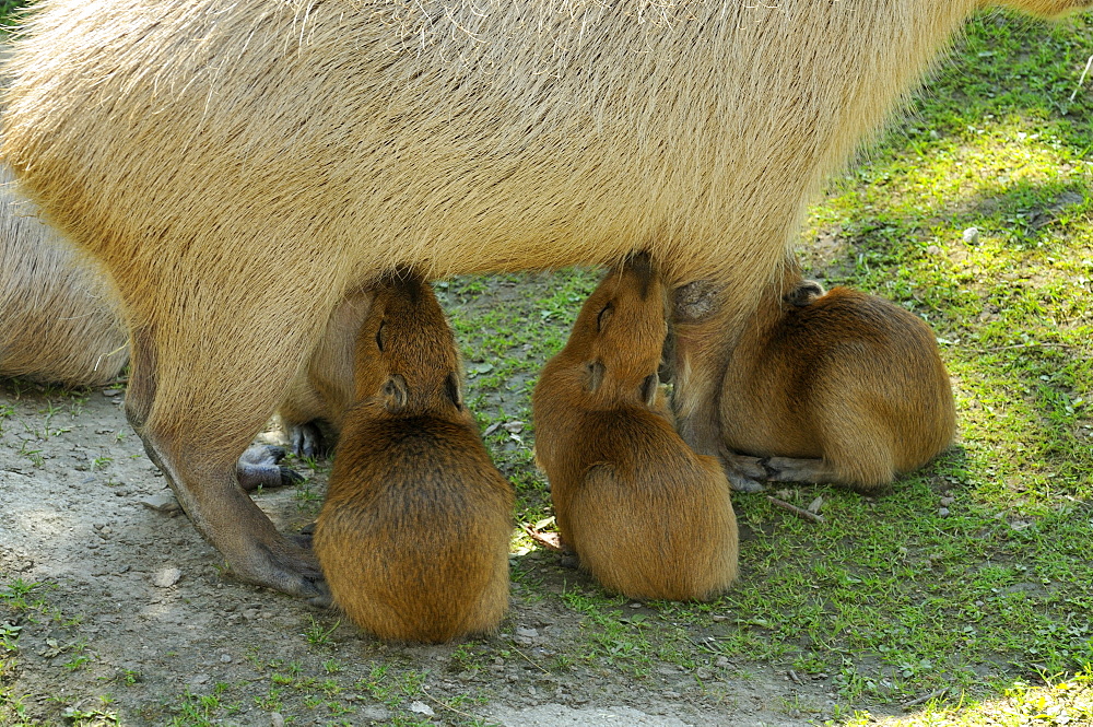 Hydrochoerus hydrochaeris, Capybara