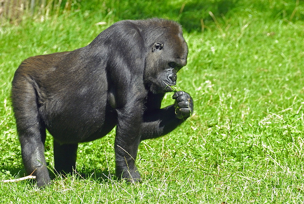 Gorilla gorilla, Western Gorilla