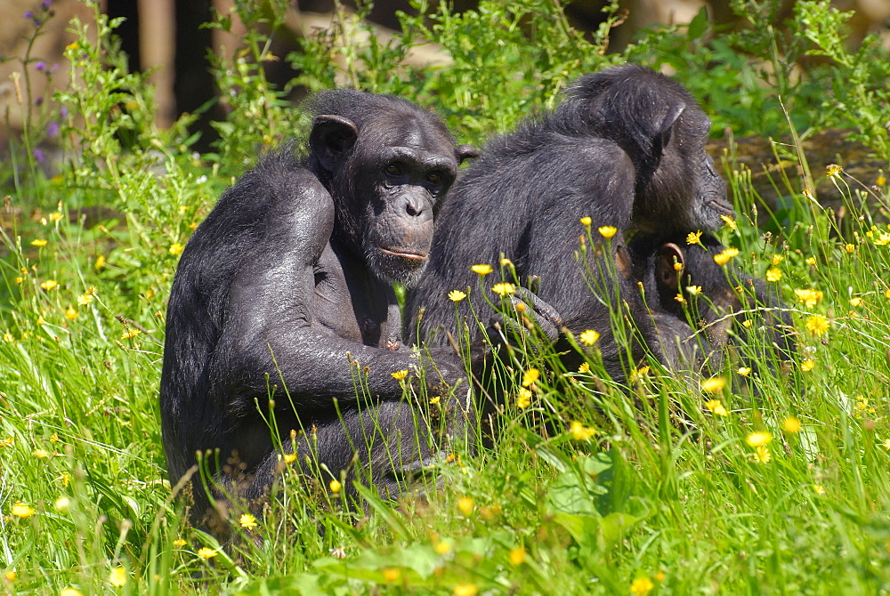 Pan troglodytes, Common Chimpanzee