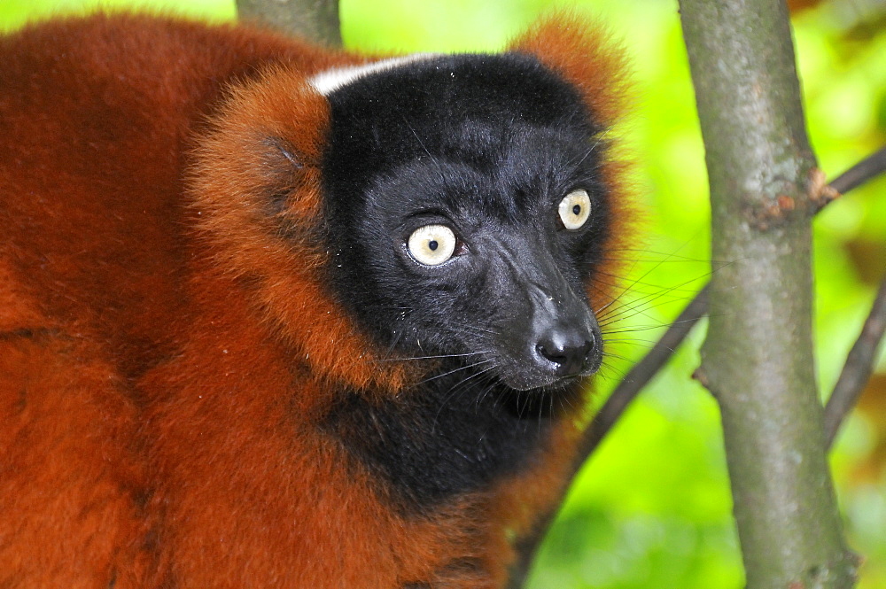 Varecia variegata rubra, Red Ruffed Lemur