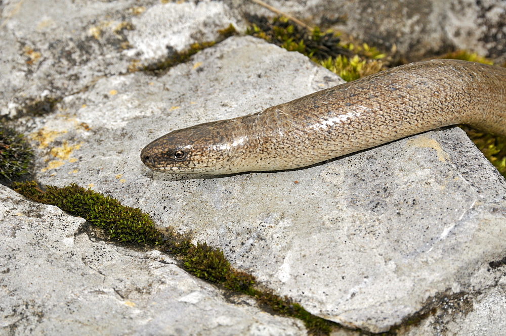 Anguis fragilis, slow worm male