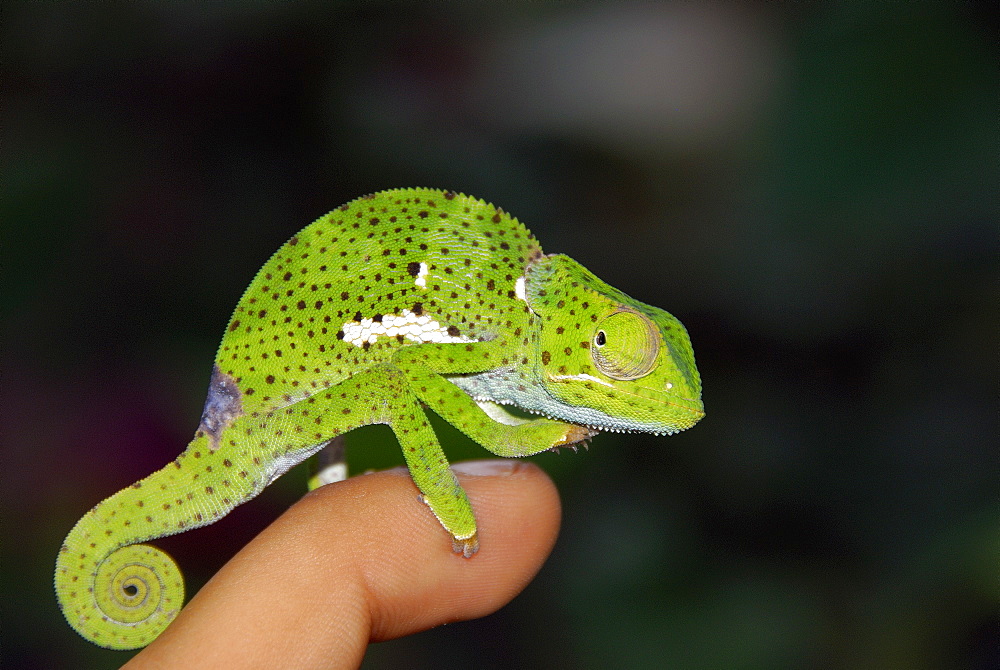 Chamaeleo chamaeleon, Common Chameleon