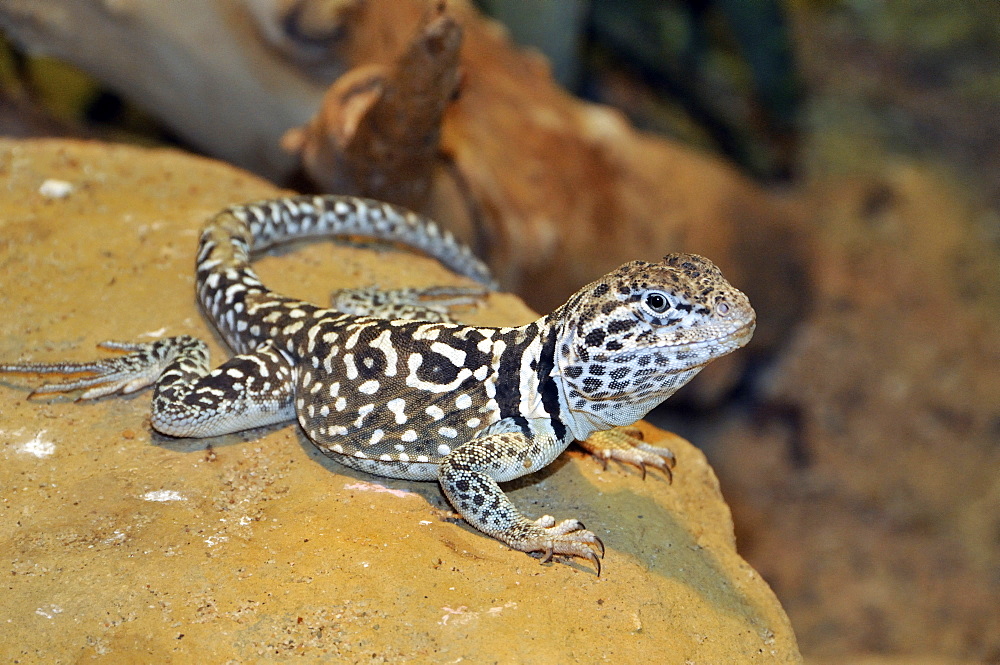 Crotaphytus collaris, Common collared lizard