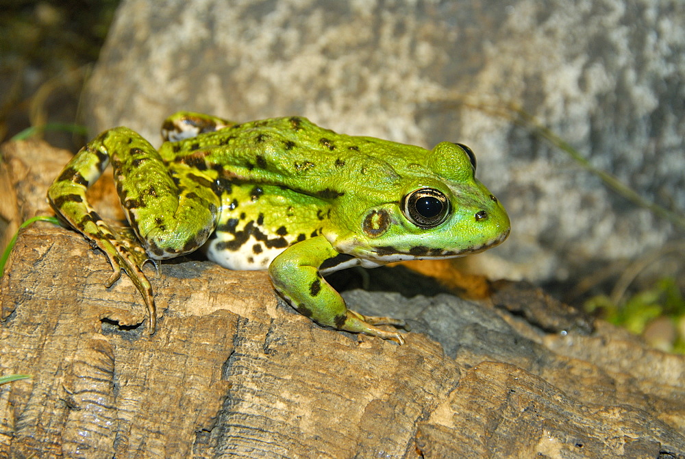 Pelophylax kl. esculentus, Edible Frog