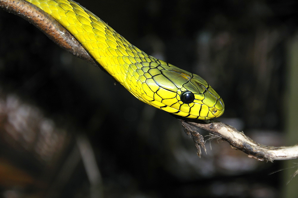 Dendroaspis viridis, western green mamba or West African green mamba