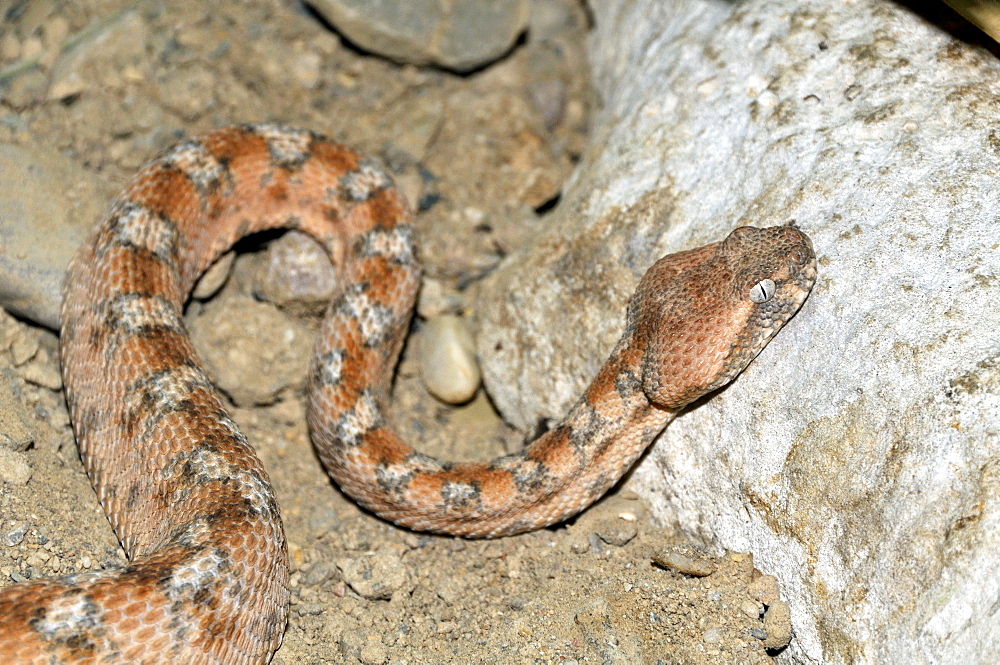 Echis coloratus, Painted saw-scaled viper