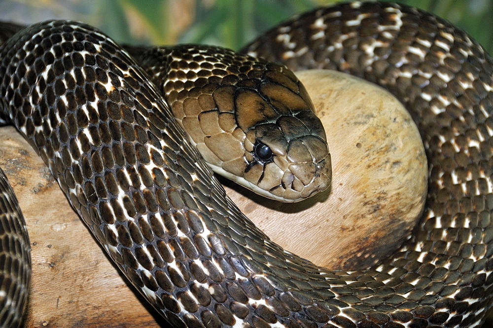 Naja naja, Indian Cobra