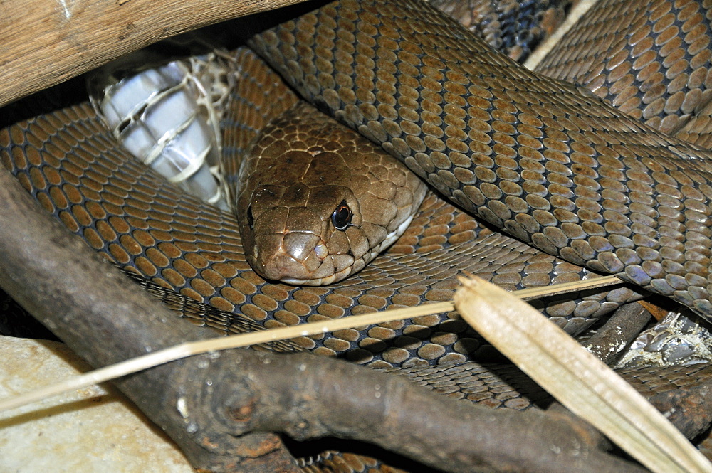 Naja mossambica, Mozambique Spitting Cobra