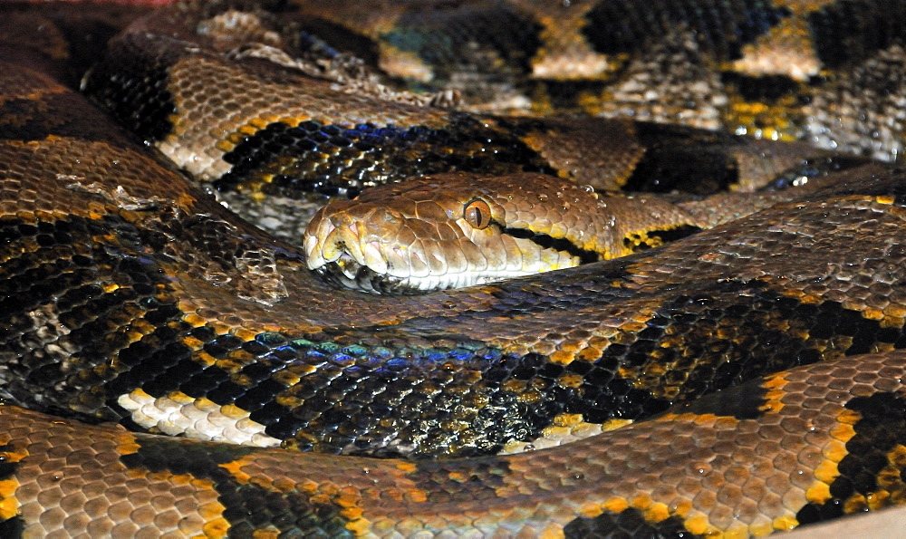 Python reticulatus, reticulated python or regal python