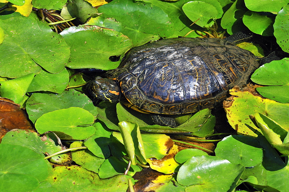 Chrysemys scripta