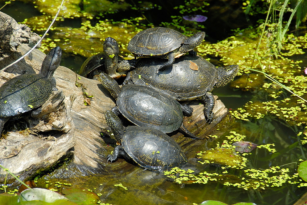 Emys orbicularis, European pond terrapin