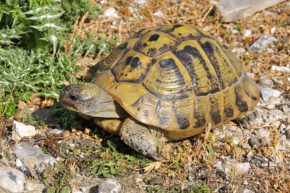 Testudo hermanni, Hermann's Tortoise