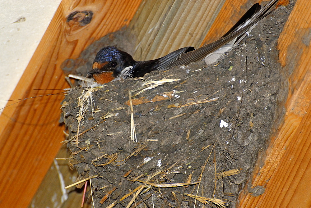 Hirundo rustica, Barn Swallow