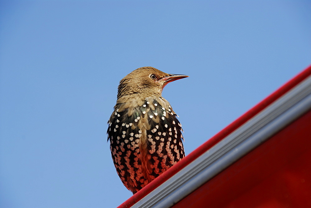 Sturnus vulgaris, European Starling