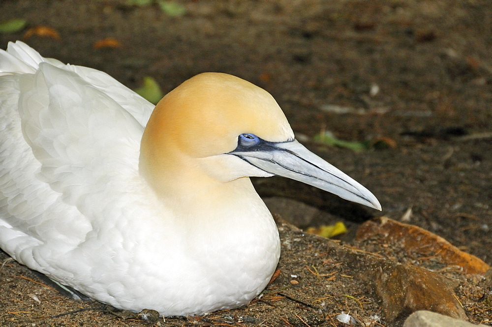 Sula bassana, Northern Gannet