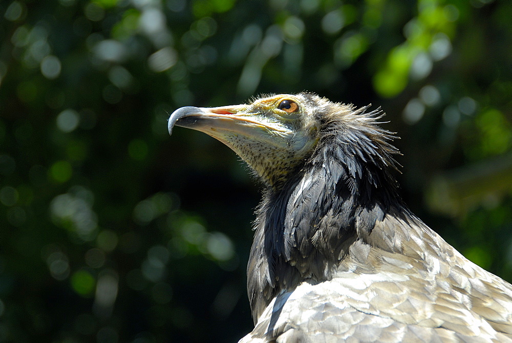 Neophron percnopterus, Egyptian Vulture