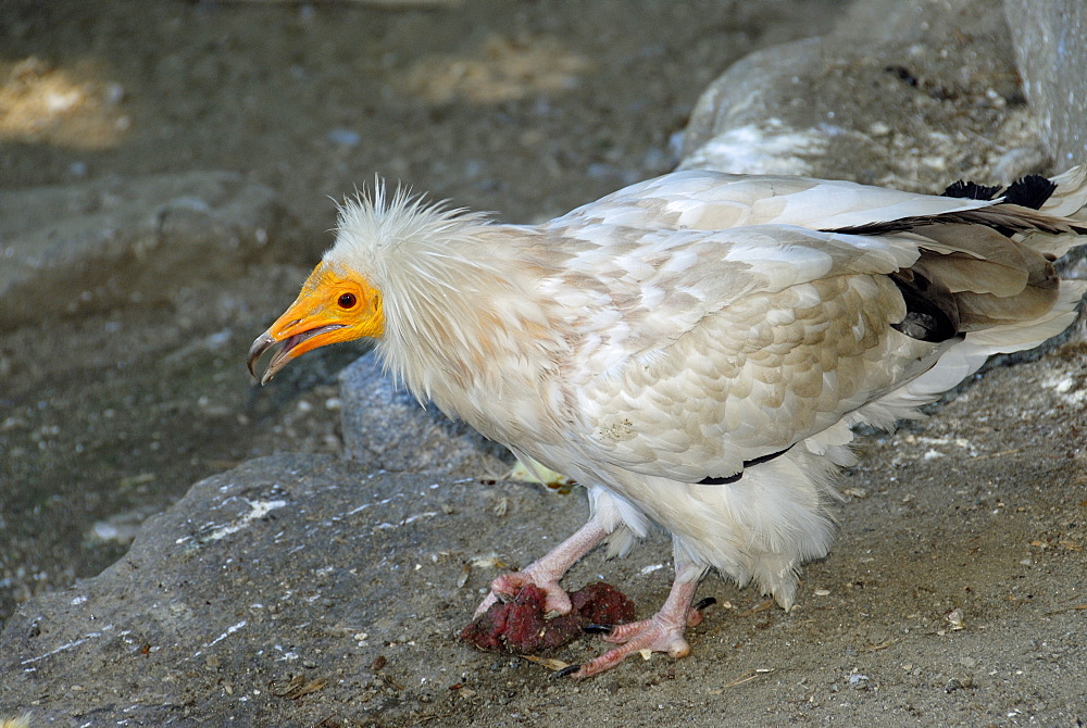 Neophron percnopterus, Egyptian Vulture Adult