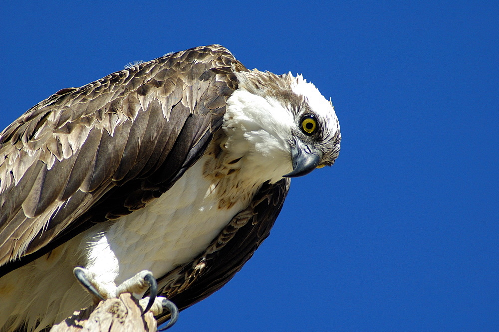 Pandion haliaetus, Osprey