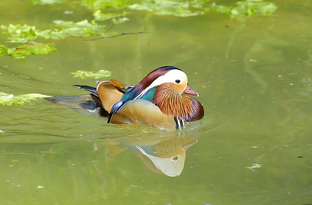 Aix galericulata, Mandarin Duck