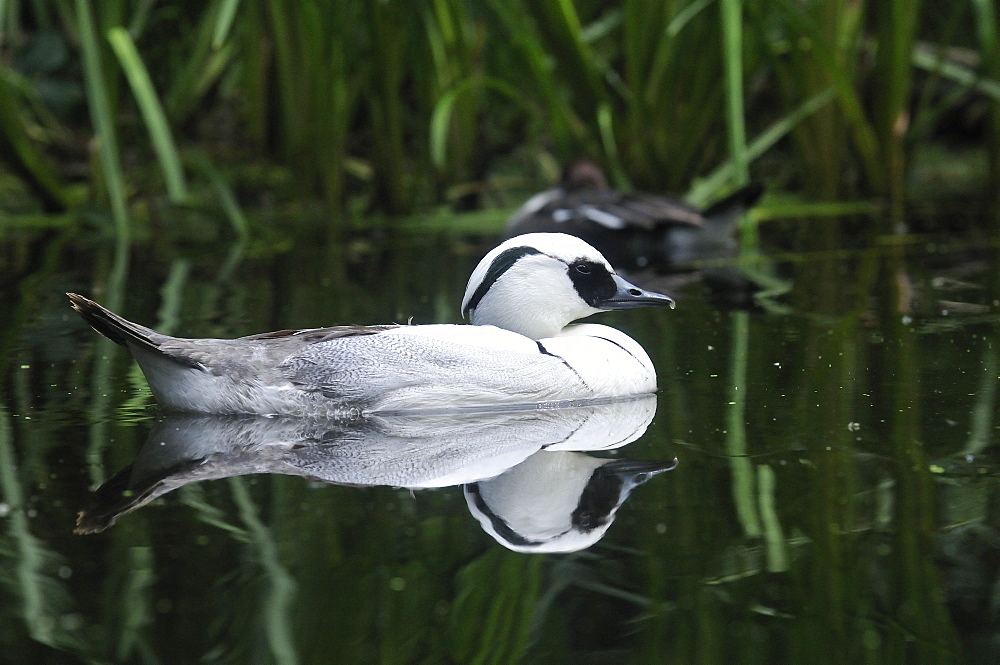 Mergus albellus, Smew male