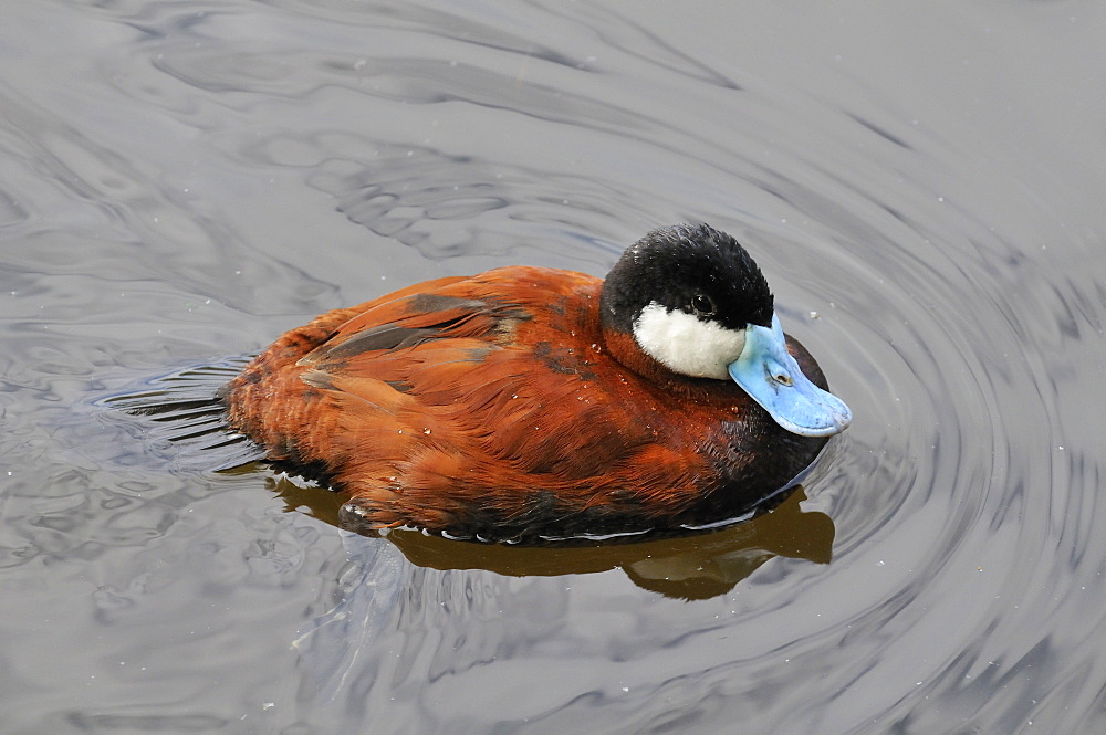 Oxyura leucocephala, White-headed Duck