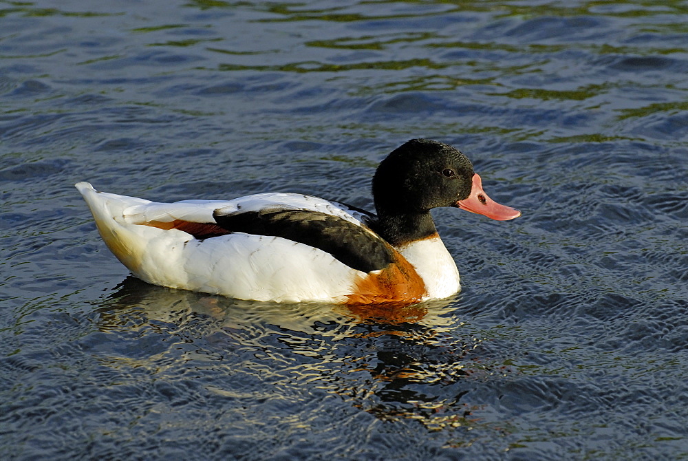 Tadorna tadorna, Common Shelduck